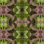 FERN-promo-tag-bookmark-to-go-with-Symmagery-yogaMats2012