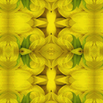 SUNFLOWER-promo-tag-bookmark-to-go-with-Symmagery-yogaMats2012