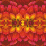 SUNSET-Dahlia-promo-tag-bookmark-to-go-with-Symmagery-yogaMats2012